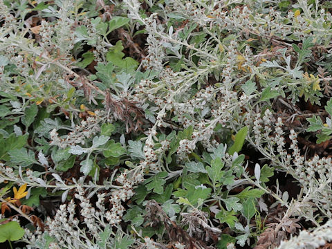 Artemisia stelleriana