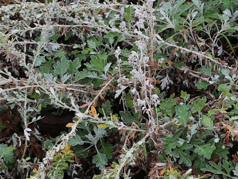Artemisia stelleriana