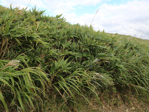 Sasa senanensis