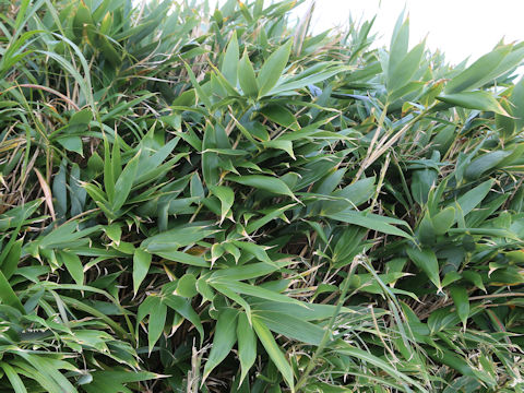 Sasa senanensis
