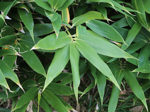 Sasa senanensis