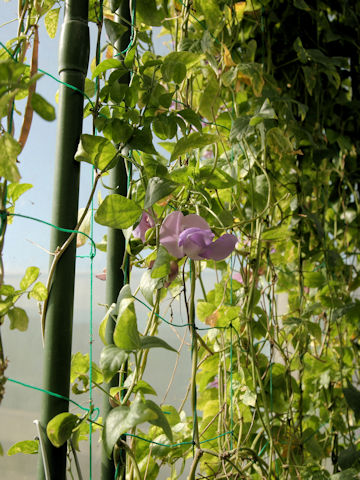 Sigmoidotropis speciosa