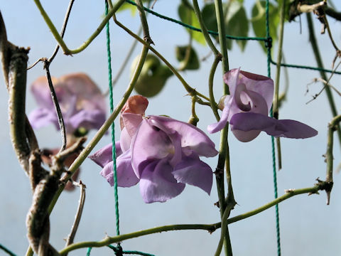 Sigmoidotropis speciosa