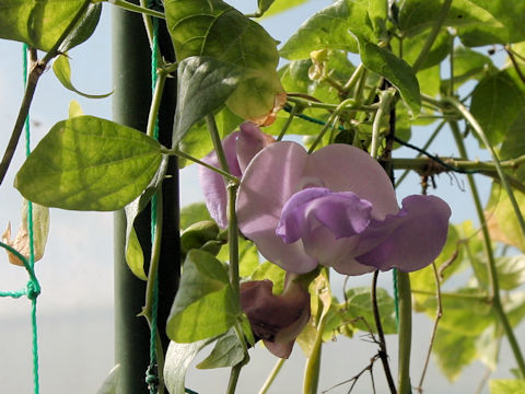 Sigmoidotropis speciosa