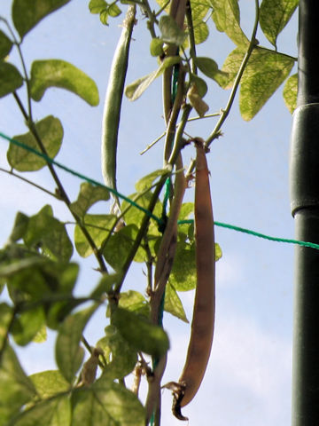 Sigmoidotropis speciosa