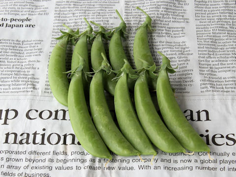 Pisum sativum var. macrocarpon