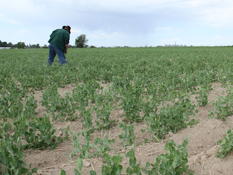 Pisum sativum var. macrocarpon