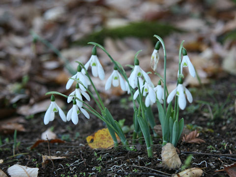 Galanthus nivalis