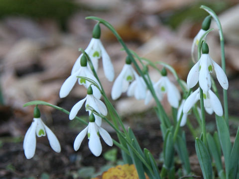 Galanthus nivalis