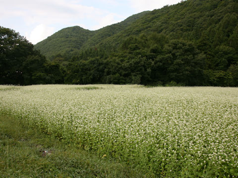 Fagopyrum esculentum