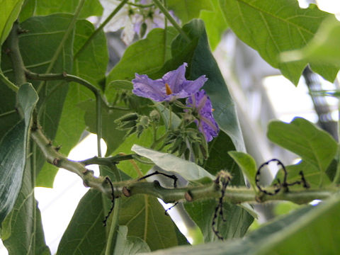Solanum macranthum