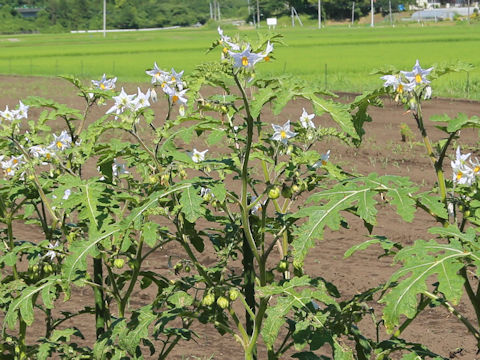 Solanum sisymbriifolium
