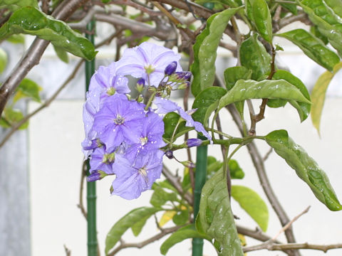 Solanum wendlandii