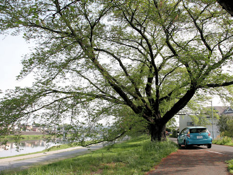 Prunus x yedoensis