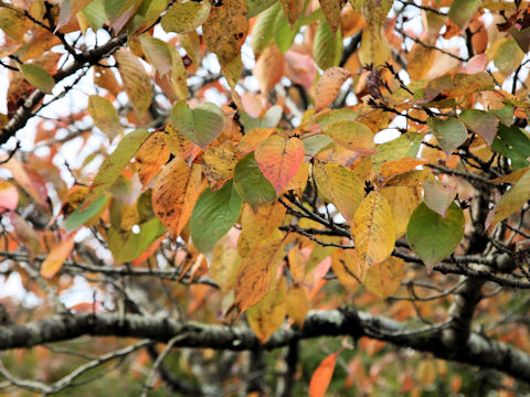 Prunus x yedoensis