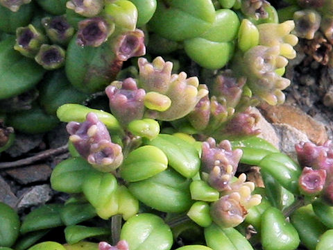 Hedyotis biflora var. parvifolia
