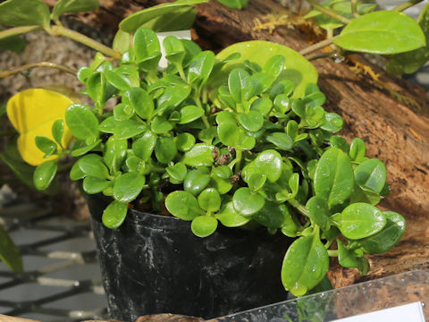 Hedyotis biflora var. parvifolia