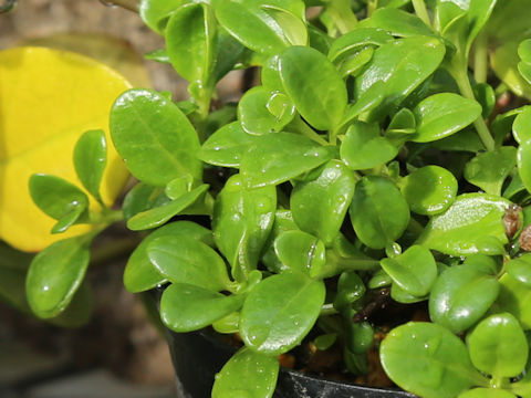 Hedyotis biflora var. parvifolia