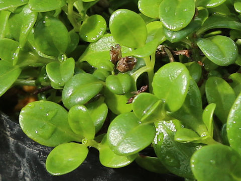 Hedyotis biflora var. parvifolia
