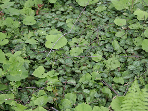 Asarum fauriei var. serpens