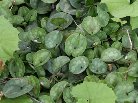 Asarum fauriei var. serpens