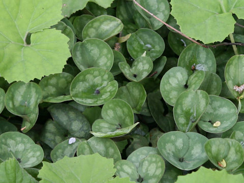 Asarum fauriei var. serpens