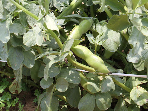 Vicia faba