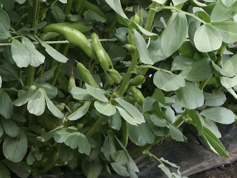 Vicia faba