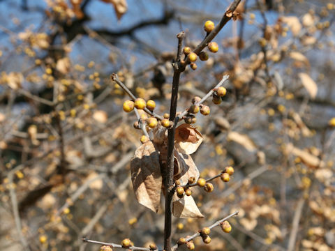 Chimonanthus praecox var. lutea