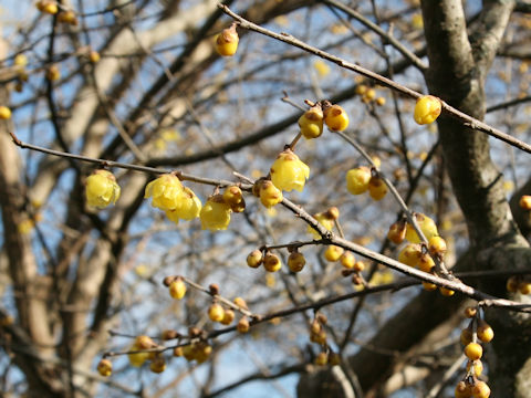Chimonanthus praecox f. concolor