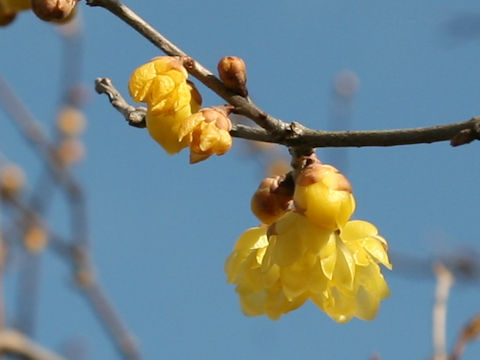 Chimonanthus praecox f. concolor