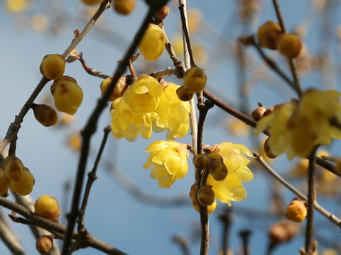 Chimonanthus praecox f. concolor