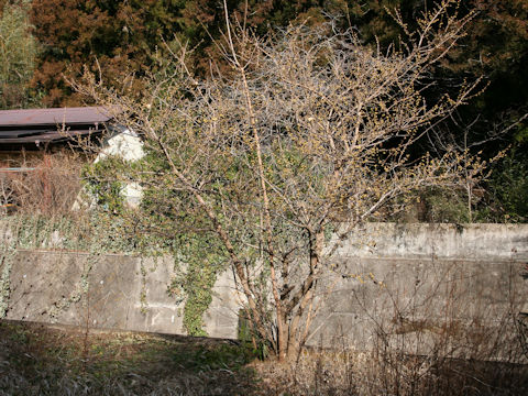 Chimonanthus praecox f. concolor