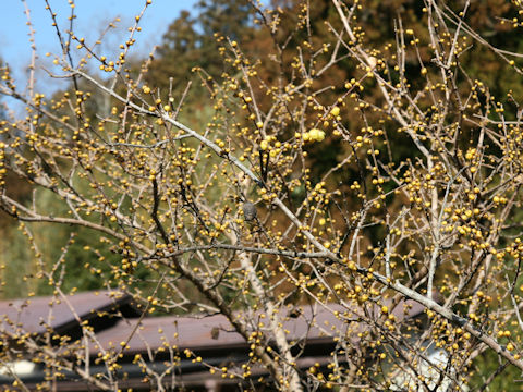Chimonanthus praecox f. concolor