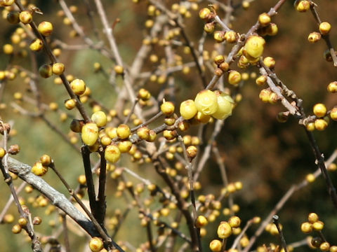 Chimonanthus praecox f. concolor