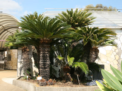 Cycas revoluta