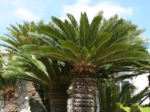 Cycas revoluta