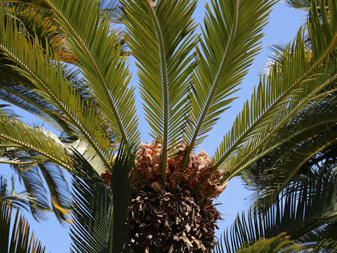 Cycas revoluta