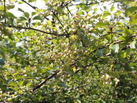 Viburnum rufidulum