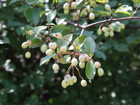 Viburnum rufidulum