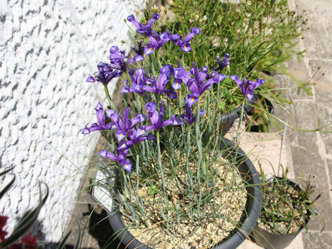 Iris xiphium