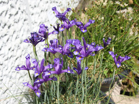 Iris xiphium