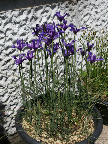 Iris xiphium