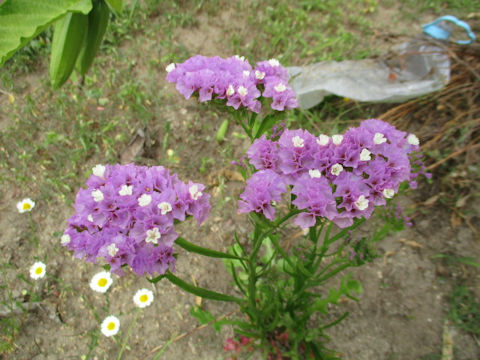 Limonium sinuatum