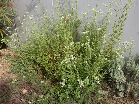 Stevia rebaudiana