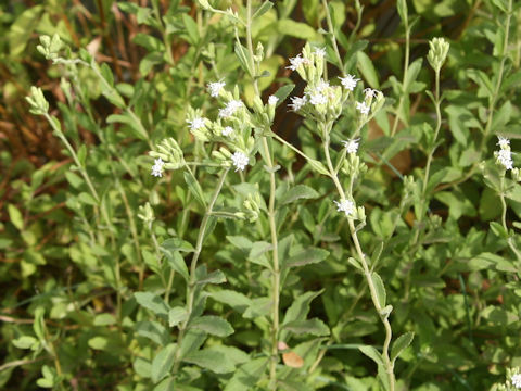 Stevia rebaudiana