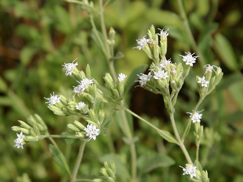 Stevia rebaudiana