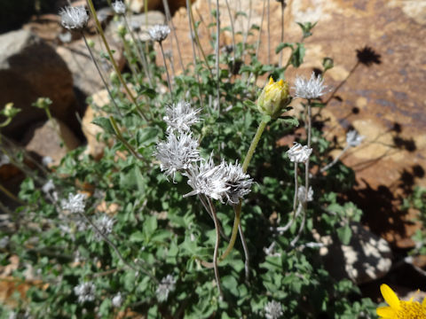 Stokesia laevis