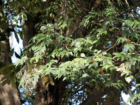 Castanopsis sieboldii