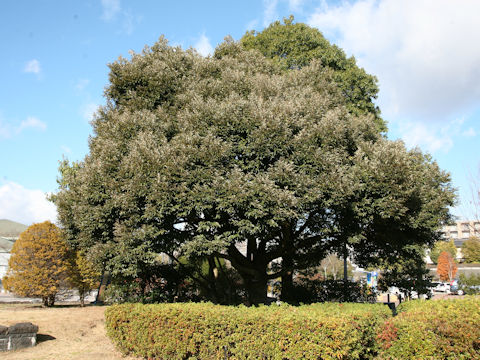 Castanopsis sieboldii